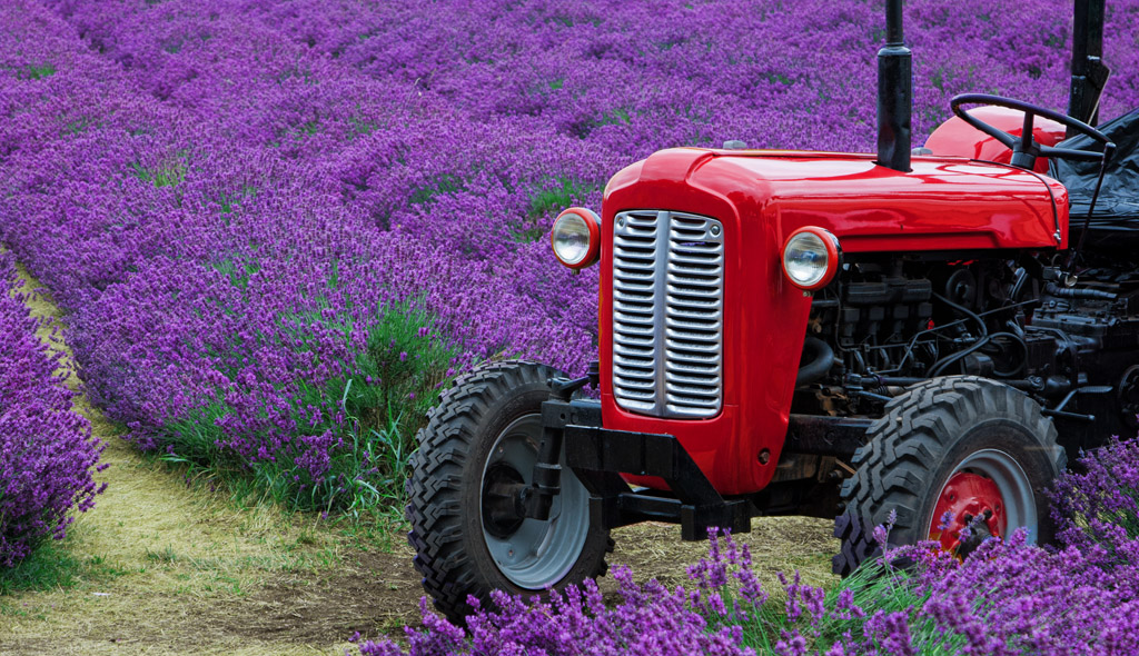 Tractor and Lavender
