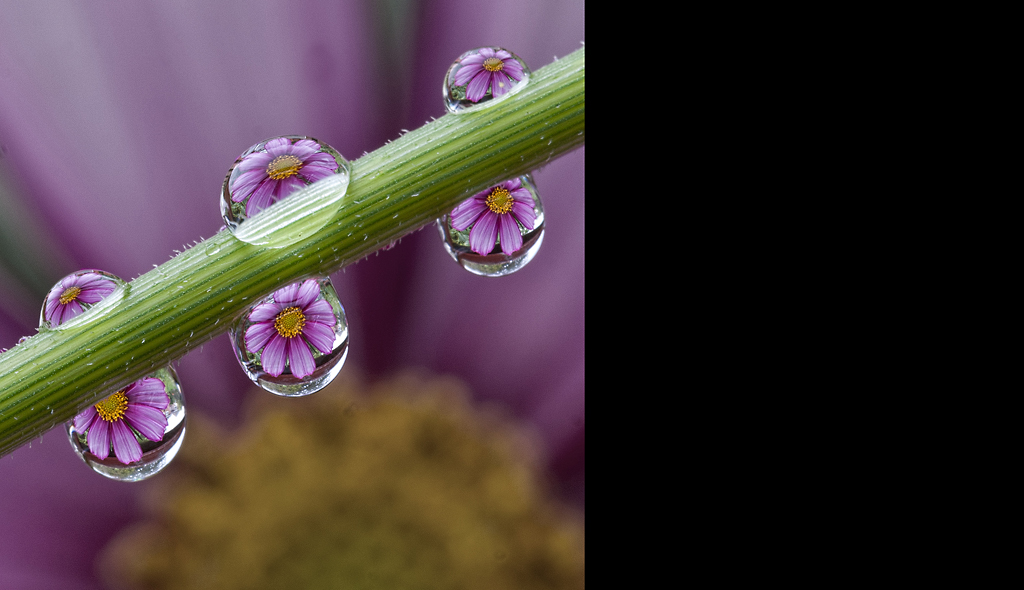 Water Droplet Flowers