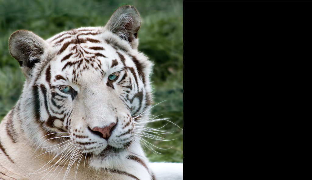 White Tiger