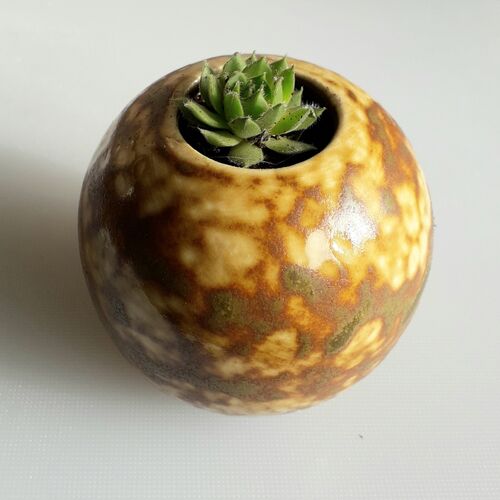 Glazed Stoneware with Sempervivum