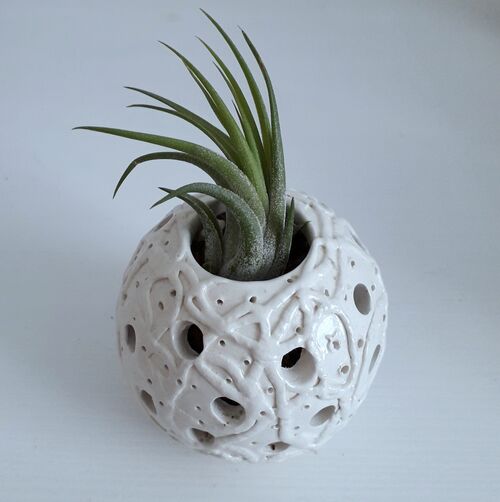 NEW White Earthenware with Tillandsia air plant