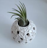 NEW White Earthenware with Tillandsia air plant