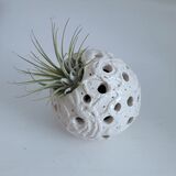 NEW White Earthenware with Tillandsia air plant