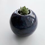 Glazed Stoneware with Sempervivum