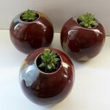 Glazed Stoneware with Sempervivum
