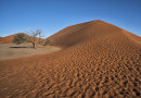 Dune & Tree Namibia