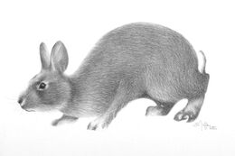 Eastern Cottontail, 2022