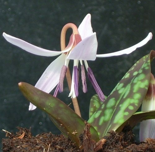 Erythronium dens-canis 'Snowflake' bulb £3.50