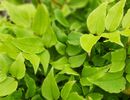 Cyrtomium macrophyllum - Large Leaf Holly Fern plug plant €2.95 Cyrtomium macrophyllum - Large Leaf Japanese Holly fern plug plant €2.95