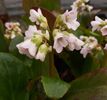 Bergenia