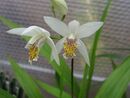 Bletilla striata 'Alba' for sale ireland