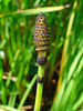 Equisetum hyemale -Rough Horsetail for sale in Ireland