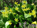 Erythronium 'Pagoda' P9 (0.5 litre) €5.95. Erythronium 'Pagoda' P9 (0.5 litre) €5.95. for sale ireland