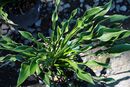 Hosta 'Praying Hands' 1 litre €8.95 Hosta 'Praying Hands' for sale Ireland