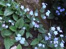 Omphalodes verna 'Elfenauge' 1 litre €8.00