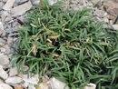 Ophiopogon japonicus Minor P9 (0.5l) €5.00