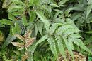 Pteris quadriaurita 'Tricolor'- Painted Brake Fern plug €3.00