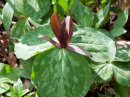 Trillium cuneatum - Flowering size rhizome £6.95