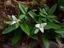 Trillium pusilum- 9cm pot €7.95 Trillium pusilum- 9cm pot £7.95