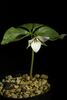 Trillium sulcatum for sale in Ireland