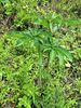 Arisaema heterophyllum flowering size bulb €8.95 Arisaema heterophyllum for sale Ireland