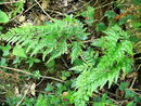 Asplenium adiantum-nigrum (Black Spleenwort)]