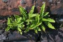 Asplenium ceterach (Rusty Back Fern)