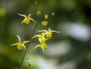 Epimedium