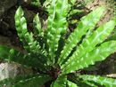 Asplenium scolopendrium 'Undulata' Wavy Hart's Tongue Fern sold out Asplenium scolopendrium 'Undulata' Wavy Hart's Tongue Fern plug €2.95