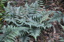 Athyrium nipponicum 'Pictum' Japanese Painted Fern 9cm £3.95
