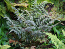 Athyrium nipponicum 'Pictum' Japanese Painted Fern 1 litre €5.95
