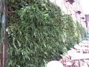 12 mixed ferns for indoor living wall £39.00.