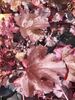 Heuchera 'Black Beauty' 12cm €6.95