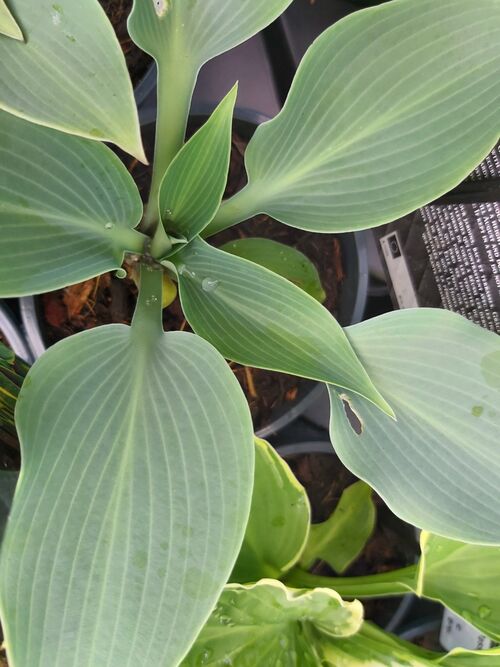Hosta (Tardiana group) 'Halcyon' Jumbo plug €3.95