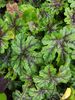 Heuchera 'Tapestry' 12cm €6.95