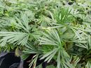 Actiniopteris- -Ray Ferns