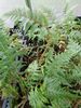 Cyathea