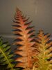 Blechnum brasiliense - Brazilian Tree Fern Sold out Blechnum brasiliense - Brazilian Tree Fern plug plant €3.95