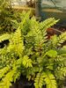 Pellaea falcata Sickle Fern 9cm £4.95