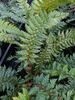 NEW!! Polystichum 'Spiny Holly' 9cm €7.95