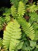 Dryopteris crasshirizoma - Thick-Stemmed Wood Fern 9cm €4.95