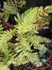 Polystichum setiferum 'Pulcherrimum Bevis' sold out Polystichum setiferum 'Pulcherrimum Bevis' 1 litre €18