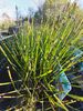 Equisetum scirpoides - Dwarf Horsetail for sale in Ireland