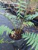 Dicksonia antarctica - Smooth Tree Fern sold out Dicksonia antarctica - Smooth Tree Fern 5 litre €25
