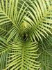Blechnum gibbum - Dwarf Tree Fern sold out Blechnum gibbum Dwarf Tree Fern plug plant €2.95