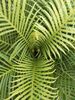 Blechnum gibbum 'Silver Lady' Dwarf Tree Fern 12cm pot €7.95
