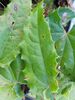 Epimedium spp. 'Sphinx Twinkler' (syn. 'Spine Tingler’)1 litre €8.95 Epimedium spp. 'Sphinx Twinkler' (syn. 'Spine Tingler’) for sale Ireland