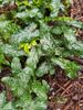 Arum italicum 'Pictum' for sale ireland