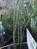 Equisetum japonicum -Barred Horsetail. for sale in Ireland