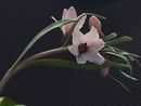Fritillaria stenanthera bulb €15 Fritillaria stenanthera 9cm £19 VERY limited stock
